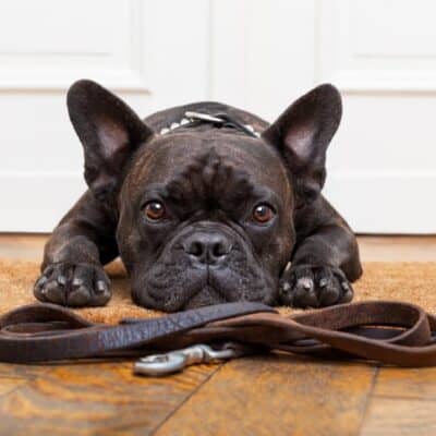 dog waiting at the door to go for a walk