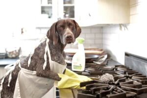 dog in an apron cleaning the stove JM Kitchen & Bath Design