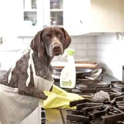 dog in an apron cleaning the stove JM Kitchen & Bath Design