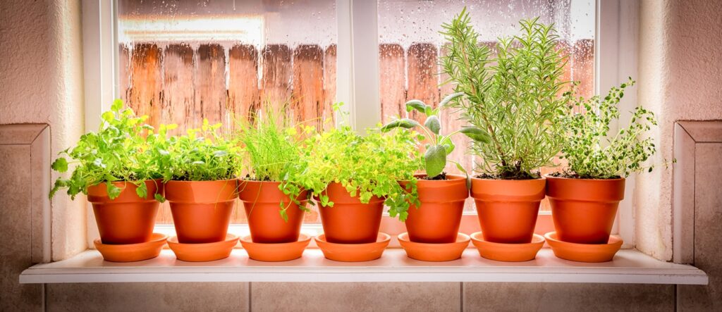 kitchen herb garden